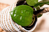 Hoya glabra